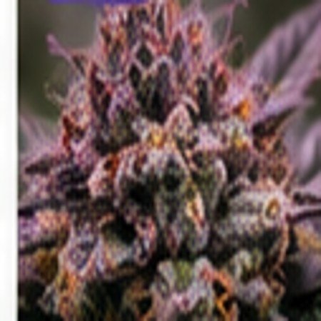 Illustration or uploaded photograph for 710 Genetics Seeds 710 Mango