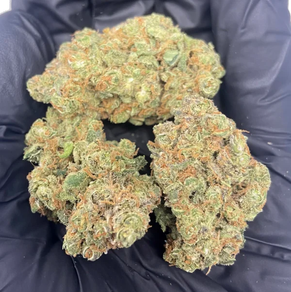 blueberry muffin strain