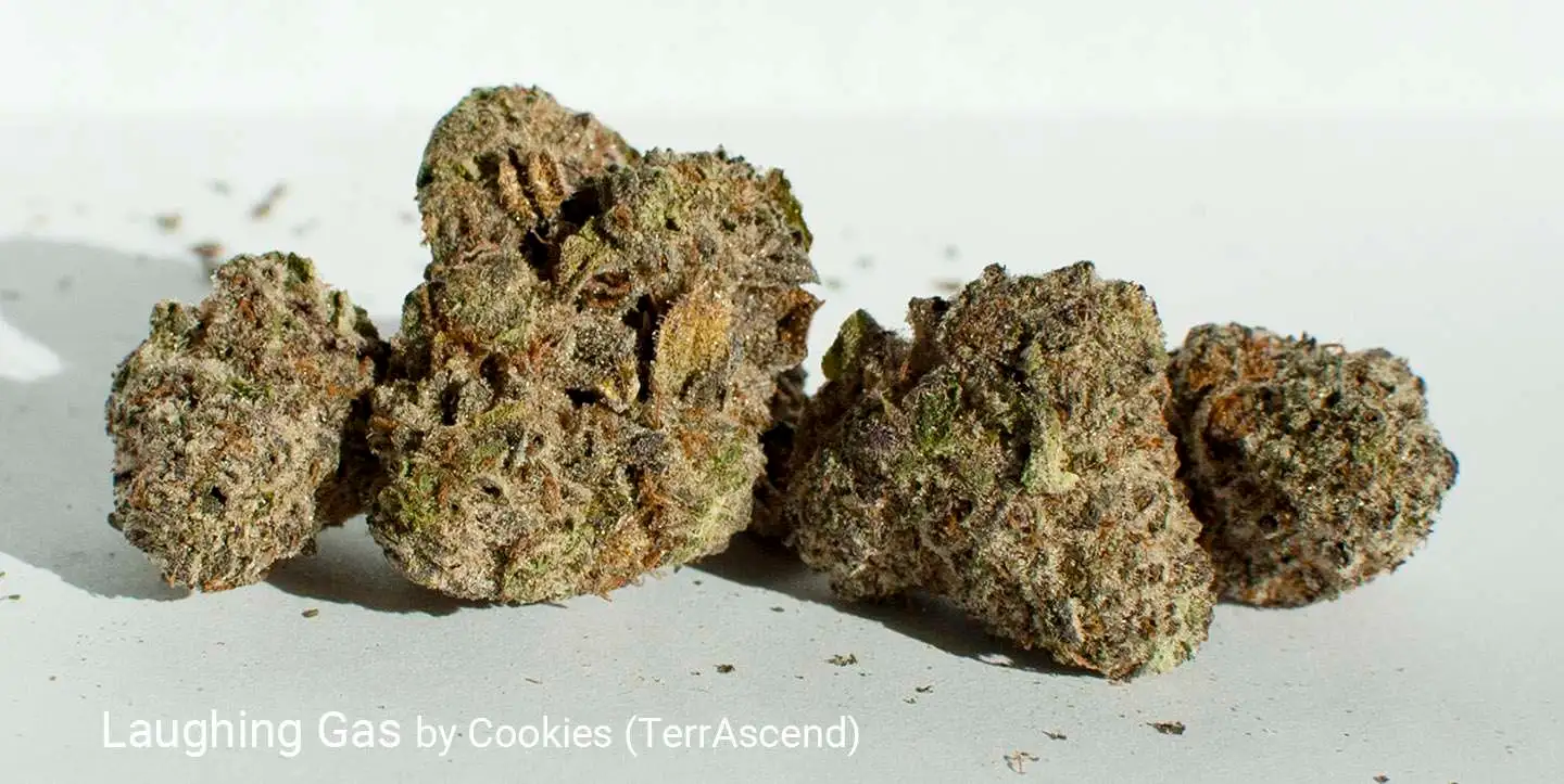 laughing gas x lemon kush mints strain