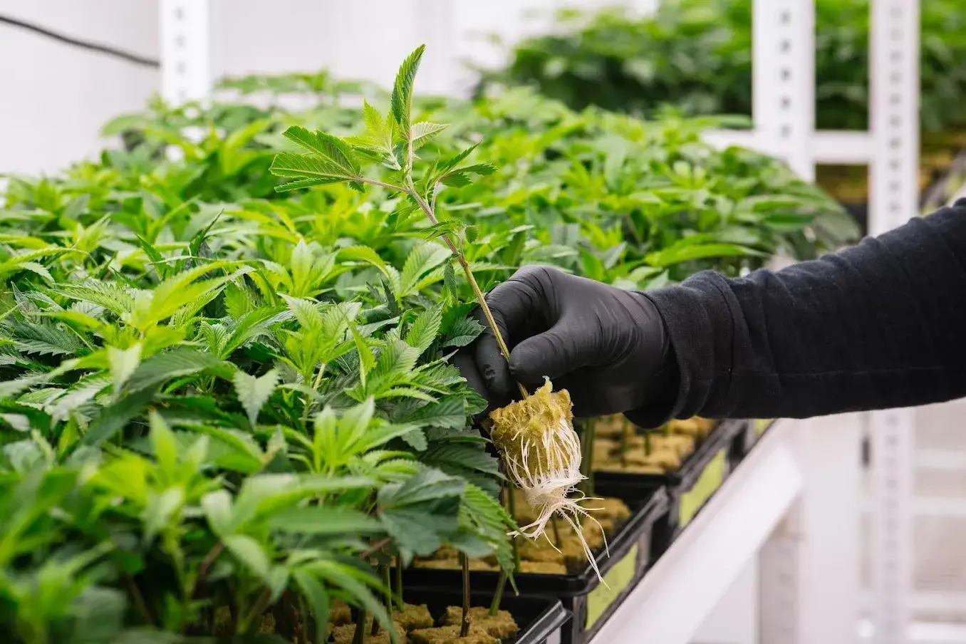 marijuana clones for sale vermont​