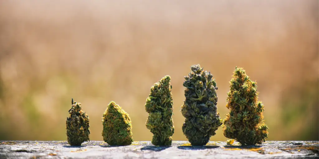 scotty 2 hotty weed strain effects thc cbd potency​