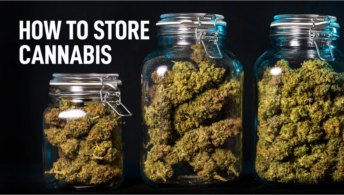 Candy Fumez strain indica or sativa storage guide
