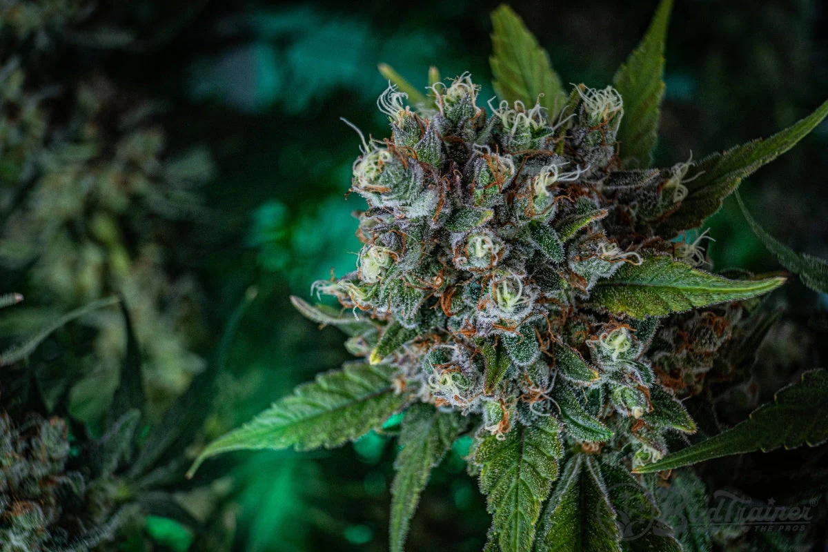 Close-up of trichome-covered flower