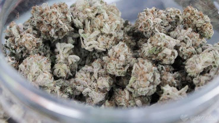 G41 strain indica or sativa