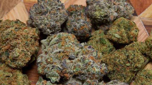 G41 strain