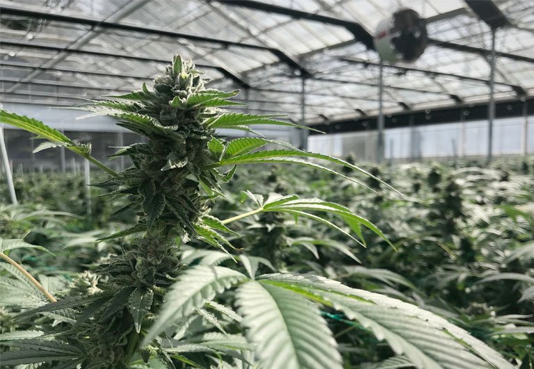 Kushy weed farm