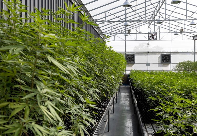 kushy weed dispensary