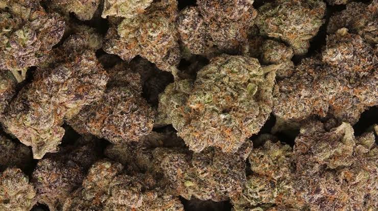 lemon cherry gelato strain indica or sativa