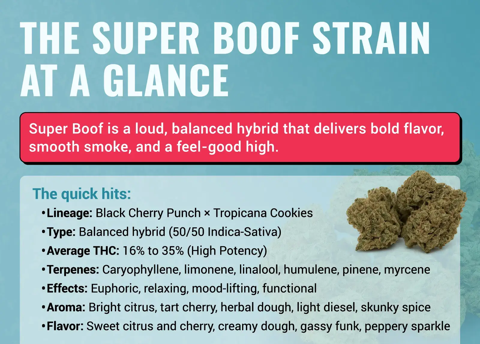 super boof strain sativa or indica​