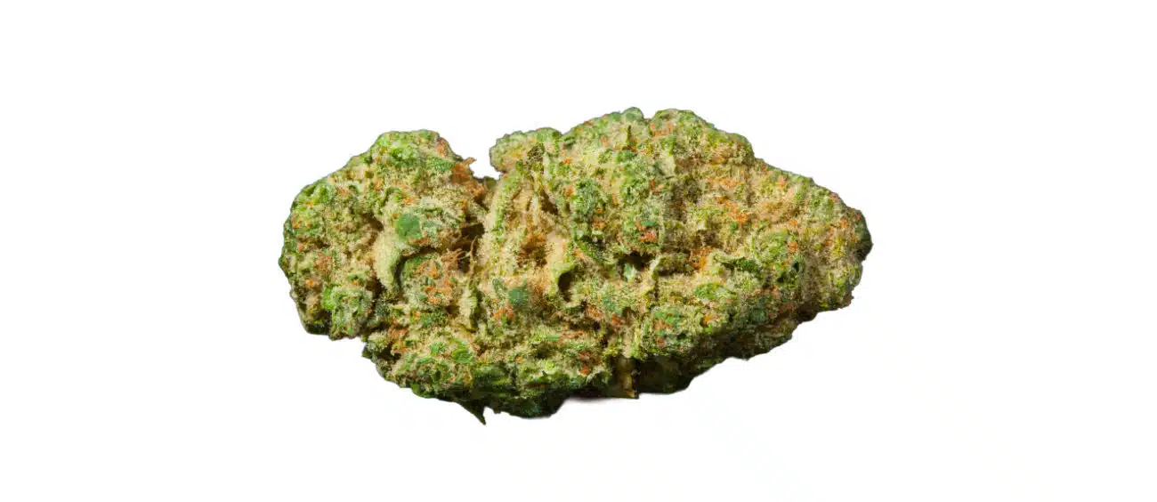 white 99 strain indica or sativa