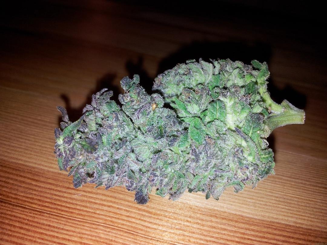 white rhino strain indica or sativa