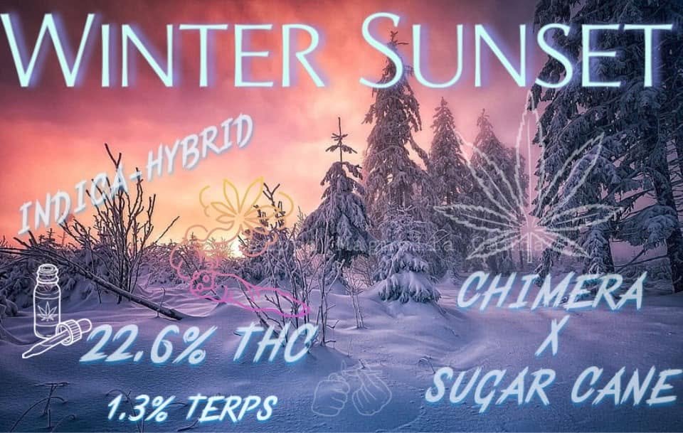 winter sunset strain indica or sativa