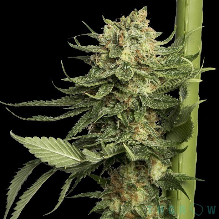 Illustration or uploaded photograph for 24K Gold Feminized