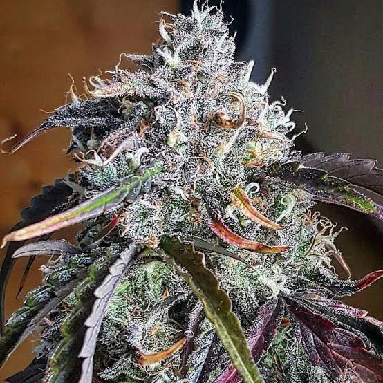 Illustration or uploaded photograph for 3 Bears Og Feminized Seeds